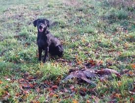 a happy dog has just retrieved 3 pheasants.