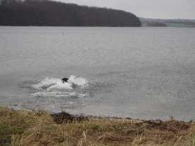 A happy dog in cold water.