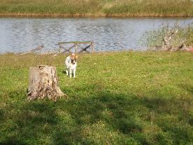 Lonely goat