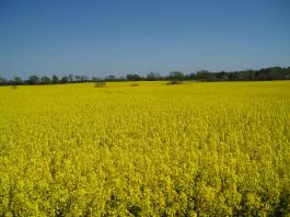 Rapsen i fuldt flor - smukt, ikke?