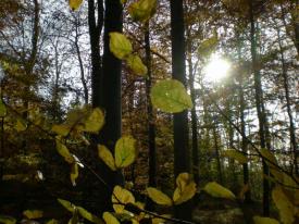 En flot solskinsdag i november. Beautiful sunshine in November.