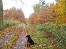 Min rare hund Sydney. My nice dog Sydney.